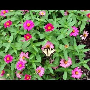 Meet your Posher, Sue